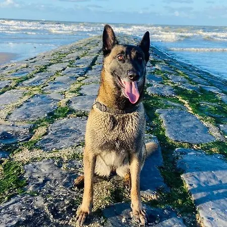 דירה Ruim Zonnig Op 50m אוסטנדה